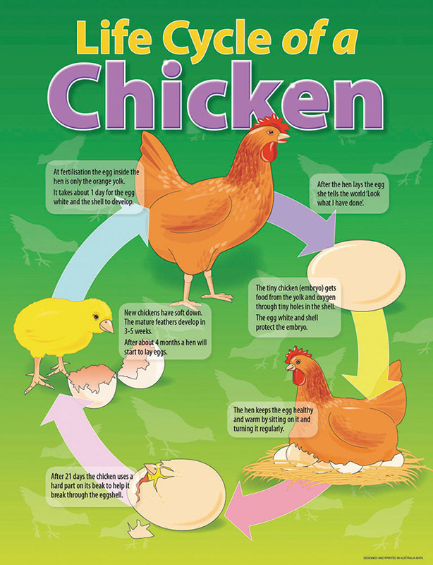 Life Cycle Poster - Chicken