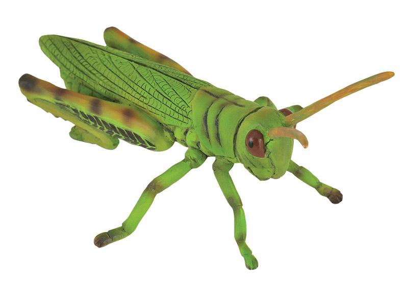 CollectA Insects & Bug Life Replica - Grasshopper 8 x 4cmH