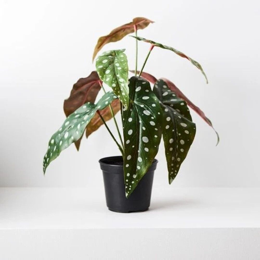*Begonia Maculata Artificial Plant 30cmH