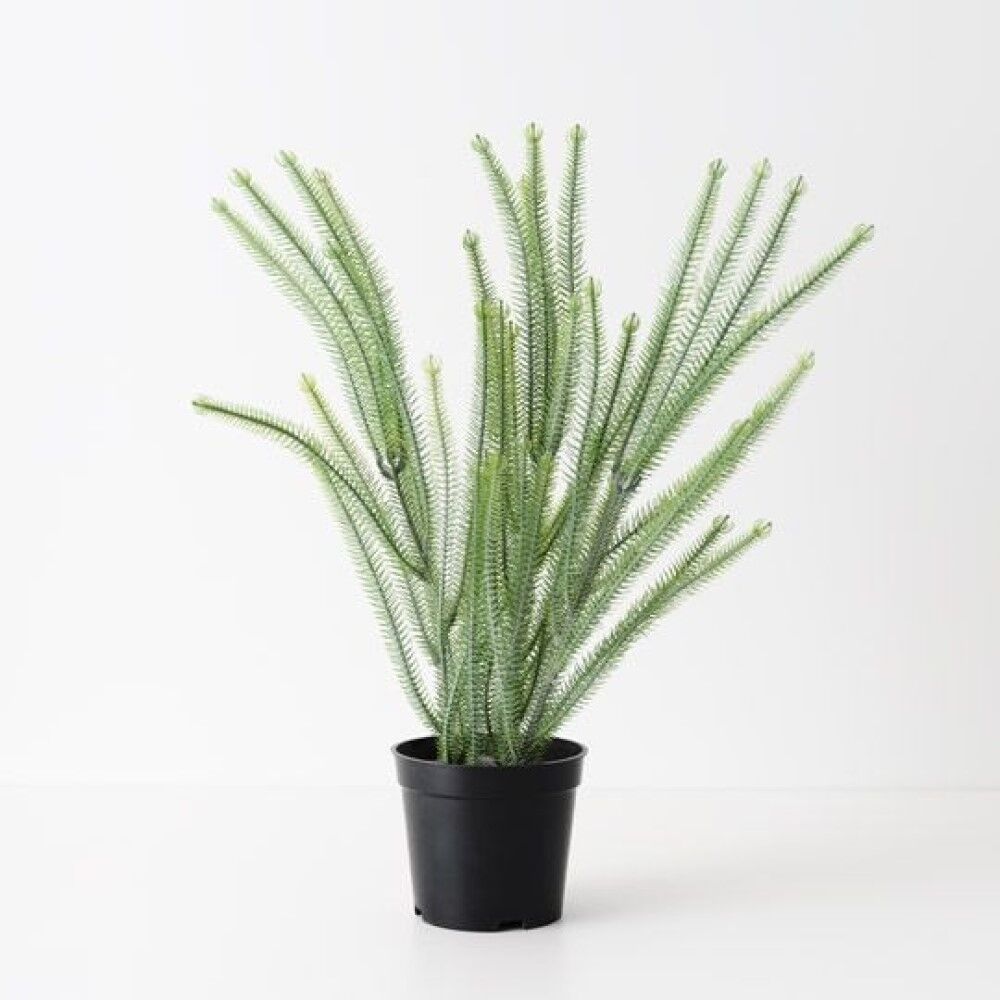 *Norfolk Pine Artificial Plant 43cmH