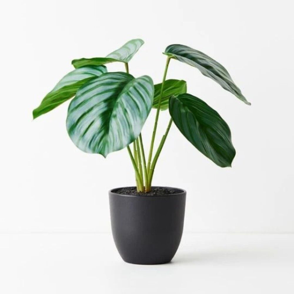 *Calathea Artificial Plant  28cmH