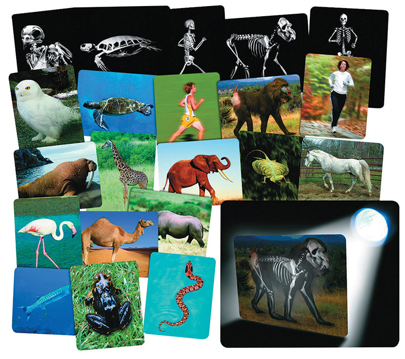 What's Inside Animals X-Rays - 16pcs