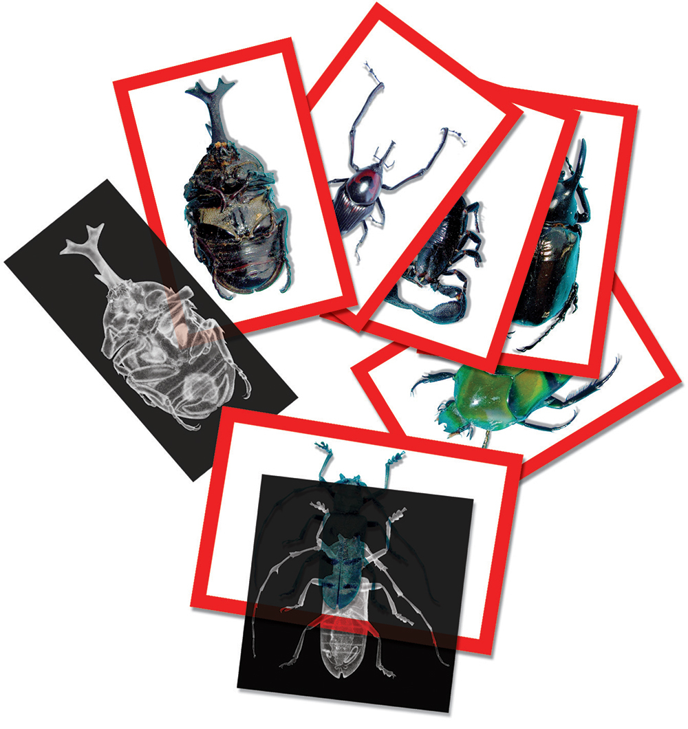 Insect X-Rays and Picture Cards - 72pcs