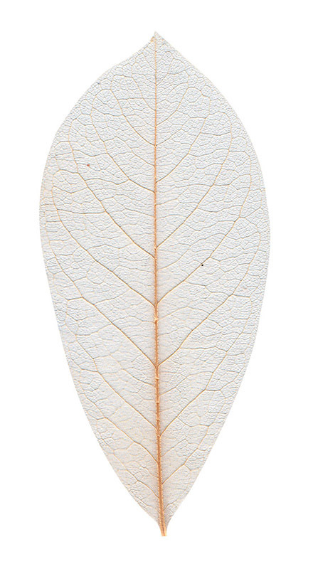 Skeleton Leaves - Natural 100pk