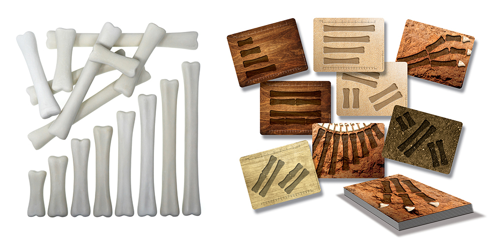 Dinosaur Bones Match and Measure Set with Activity Cards