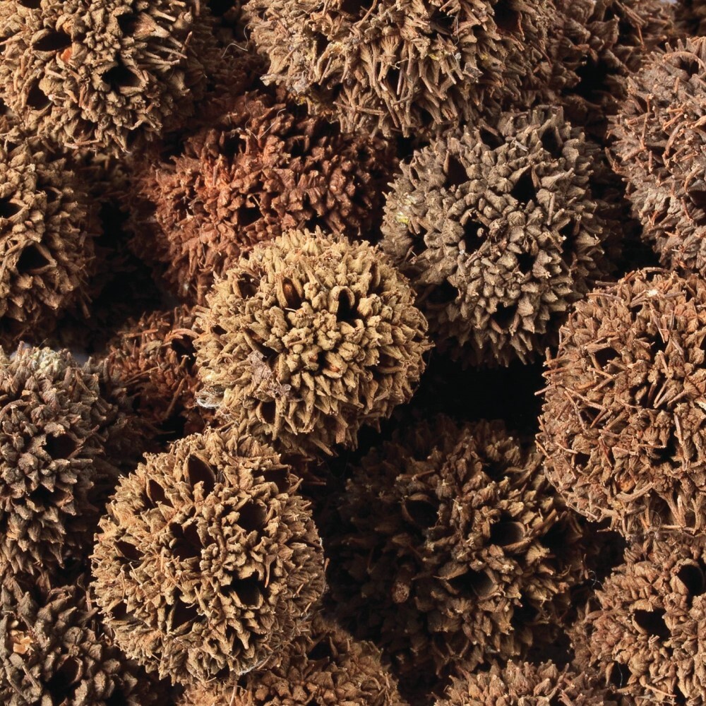 Spiky Pods - Assorted 250g