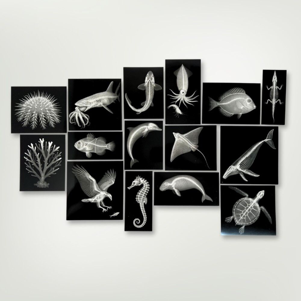 Great Barrier Reef Xrays - 30pcs