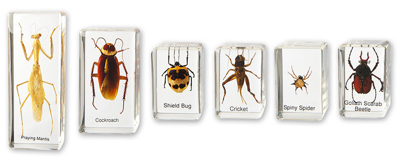 Mini Beasts - Insects & Spiders Small Set