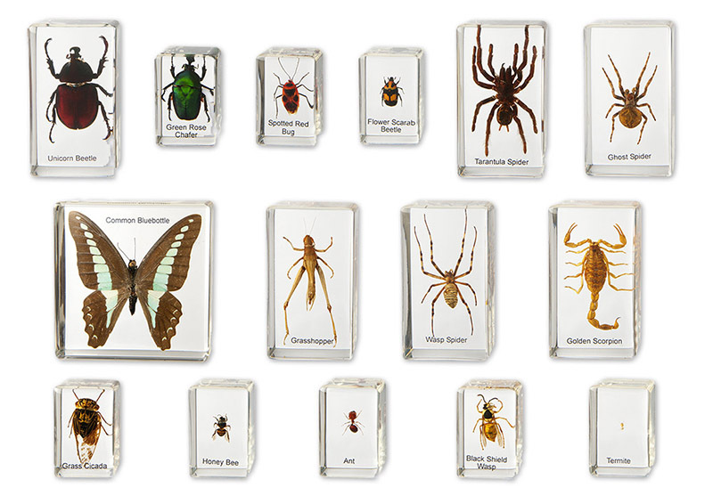 Mini Beasts - Insects & Spiders Large Set