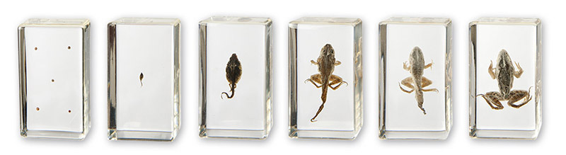 Mini Beasts - Frog Life Cycle