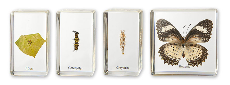 Mini Beasts - Butterfly Life Cycle