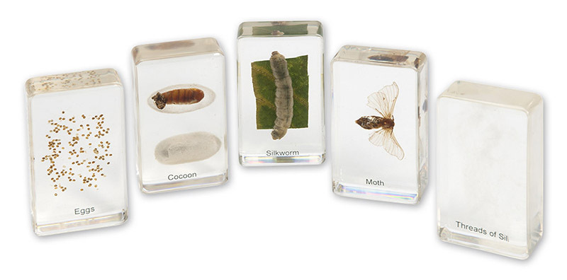 Mini Beasts - Silkworm Life Cycle