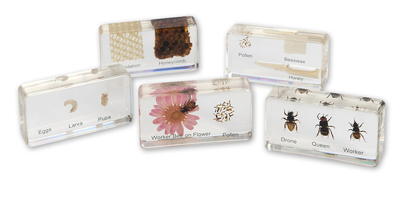 Mini Beasts - Honeybee Life Cycle