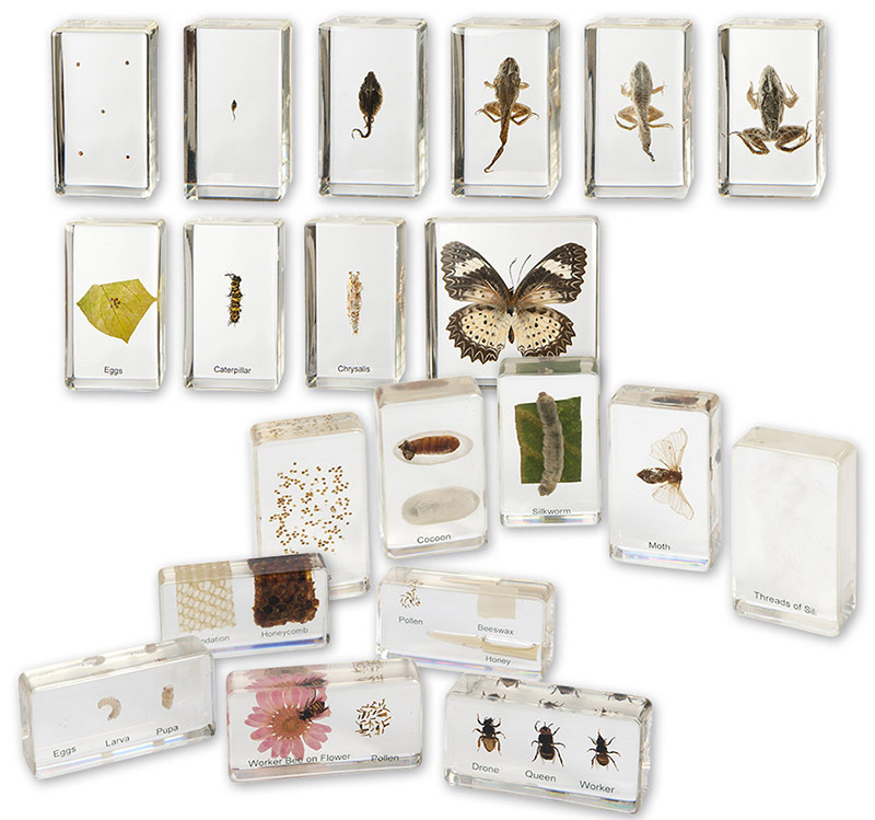 Mini Beasts - Life Cycles Set of 4 20pcs