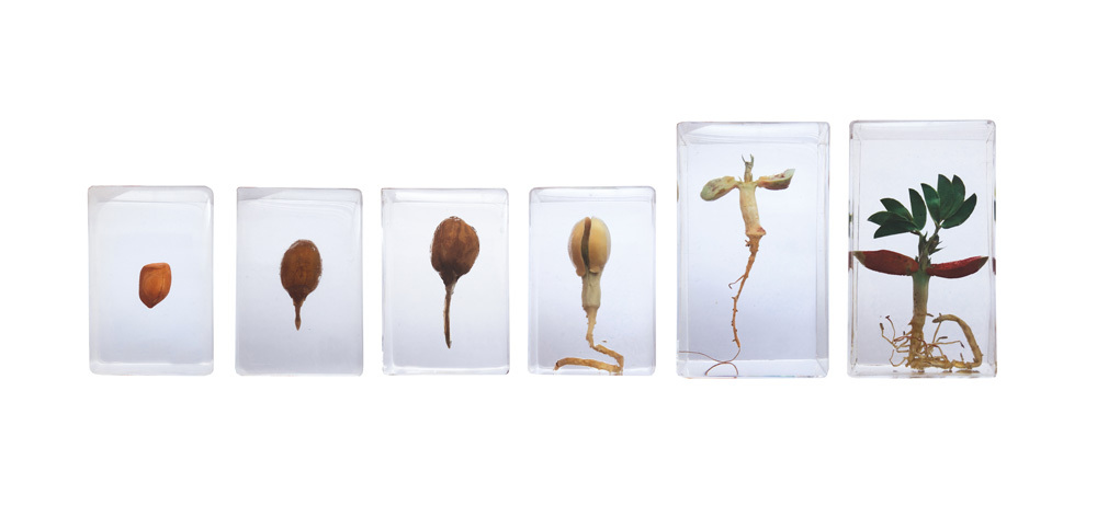 Mini Beasts - Peanut Life Cycle