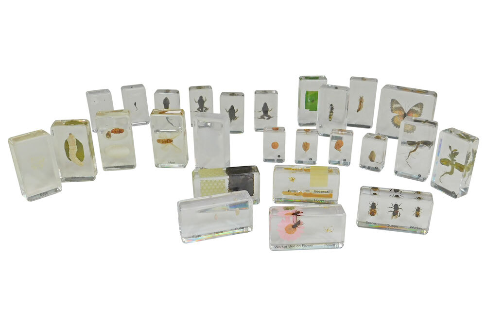 Mini Beasts - Life Cycles Set of 5 26pcs