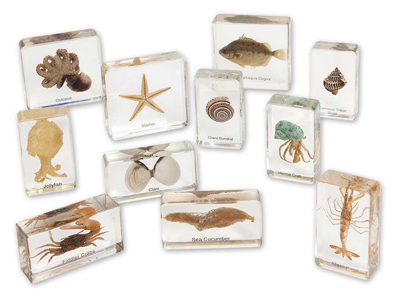 Mini Beasts - Ocean Large Set