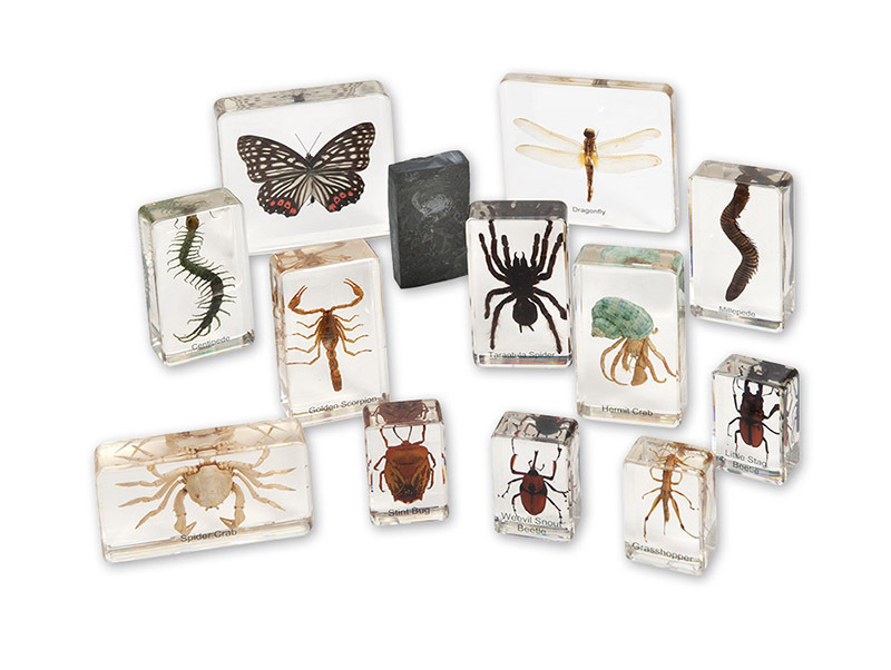 Mini Beasts - Arthropods Large Set