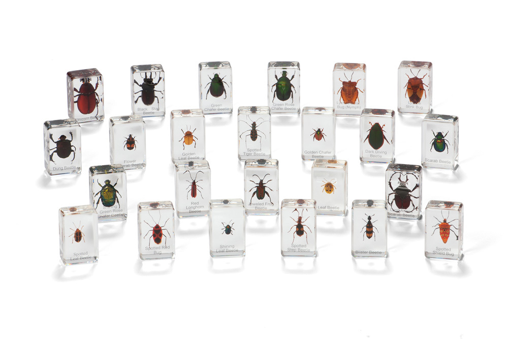 Mini Beasts - Beetles & Bugs Large Set