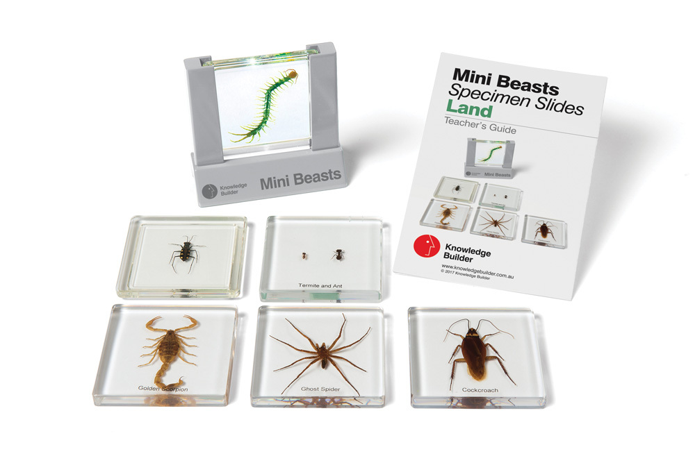 Mini Beasts Specimen Slides & Viewer - Land