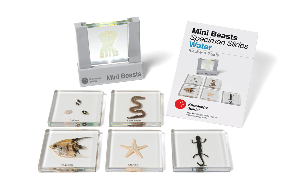 Mini Beasts Specimen Slides & Viewer - Water