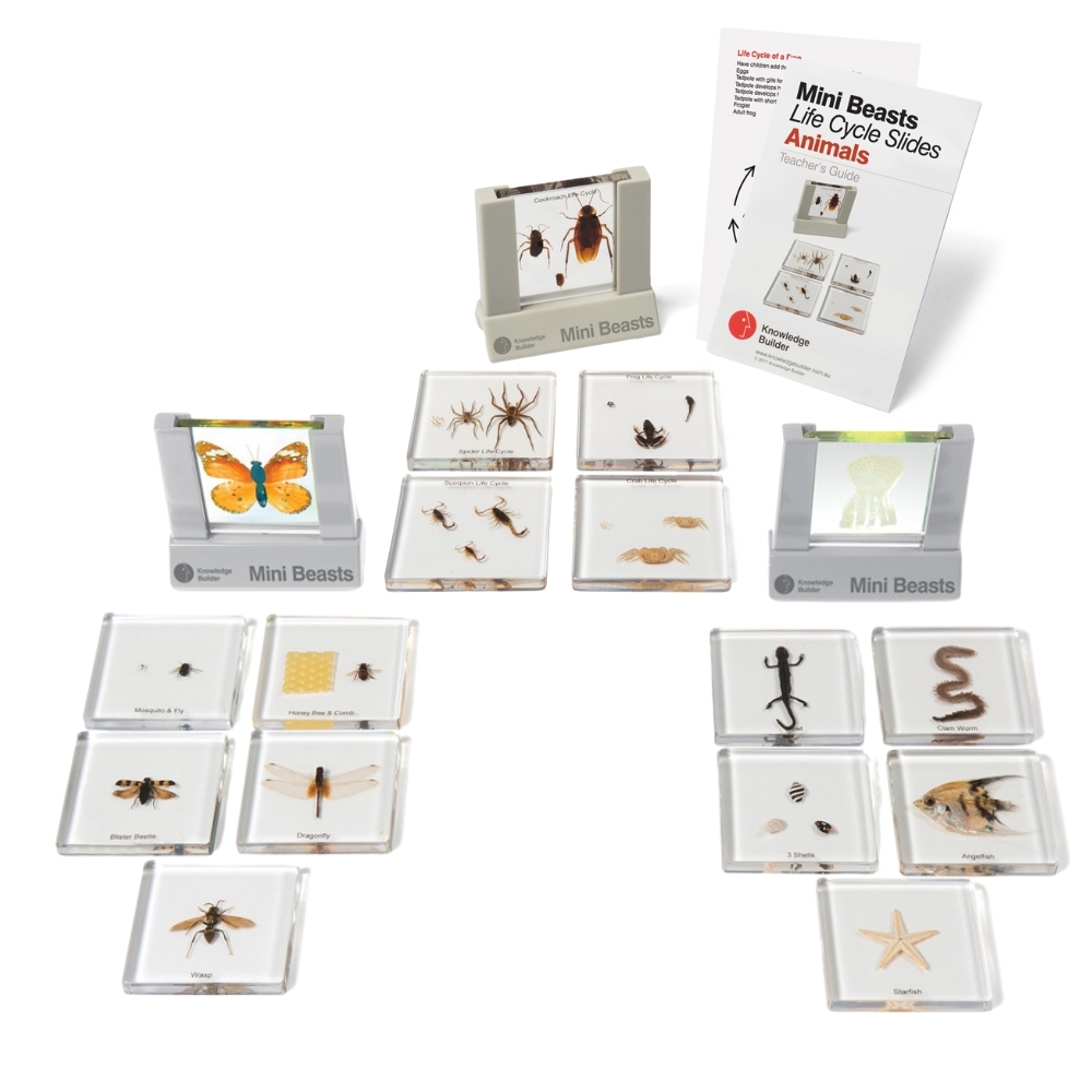 Mini Beasts Specimen Slides & Viewer - Set of 3