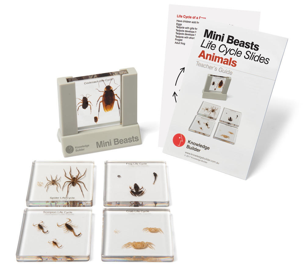 Mini Beasts Specimen Slides & Viewer - Animal Life Cycles