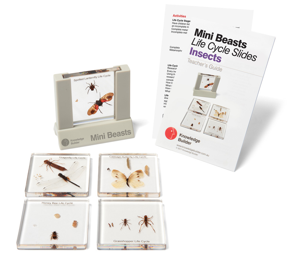 Mini Beasts Specimen Slides & Viewer - Insect Life Cycles