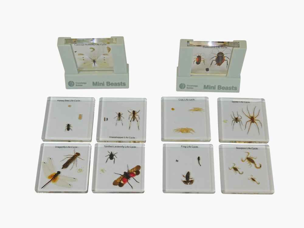 Mini Beasts Specimen Slides & Viewer - Life Cycles Set of 2