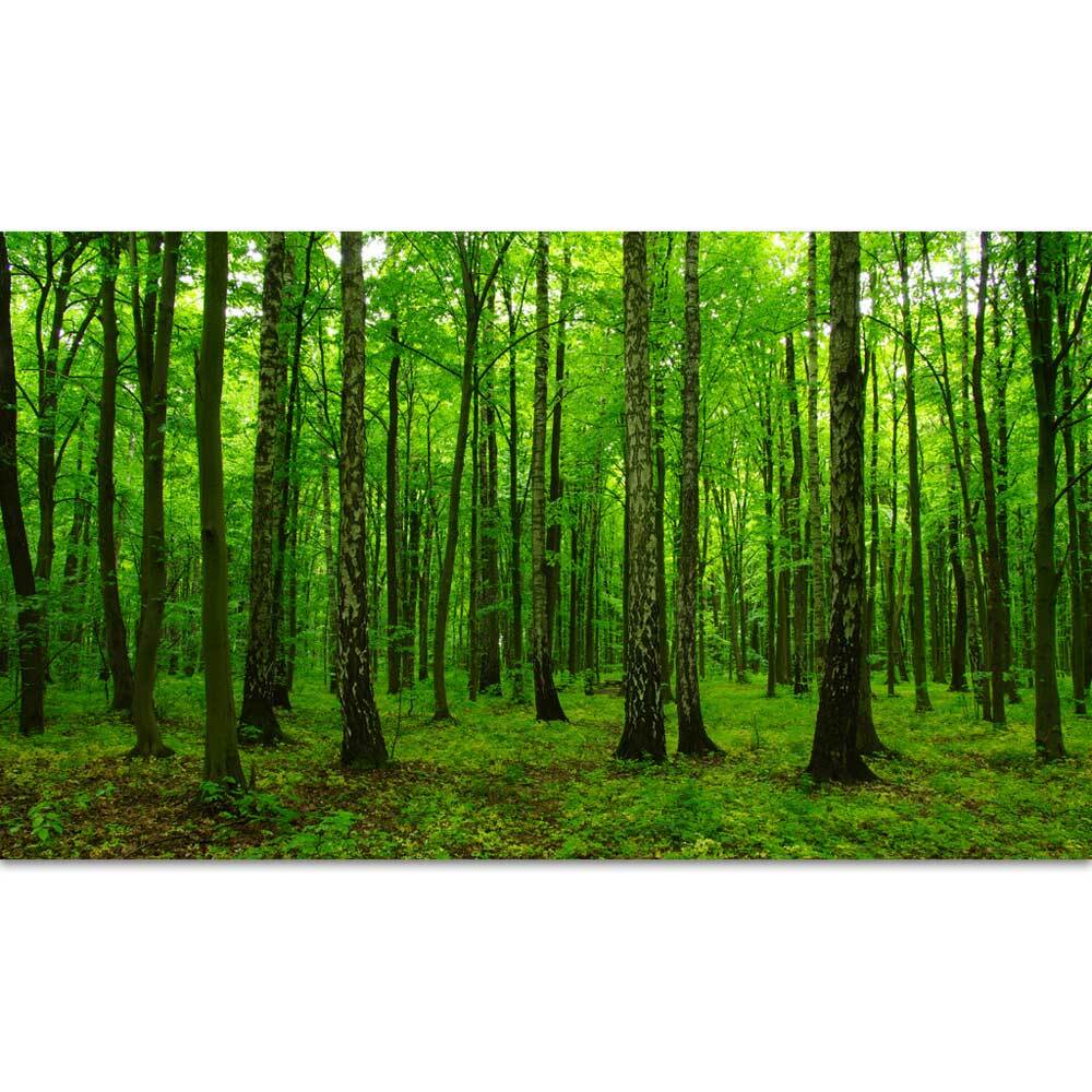Studio Play Themed Large Backdrop 3m x 1.7m - Forest