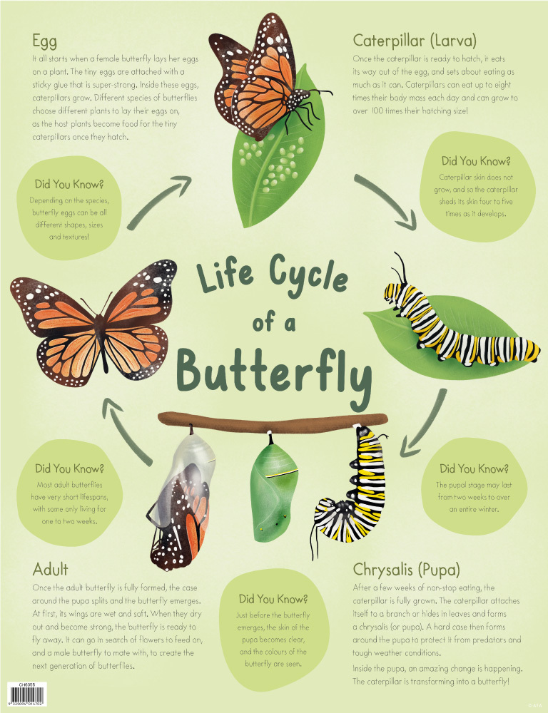 Life Cycle Poster - Butterfly