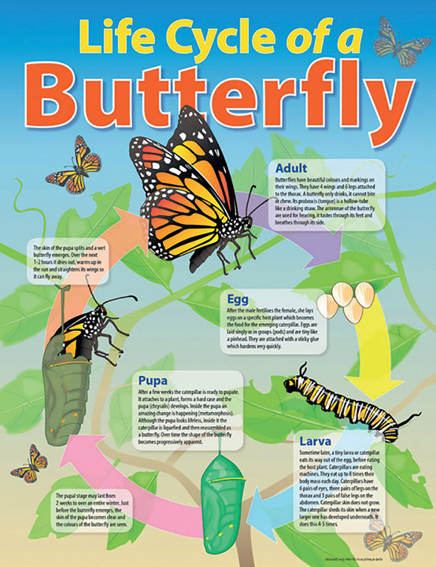 Life Cycle Poster - Butterfly