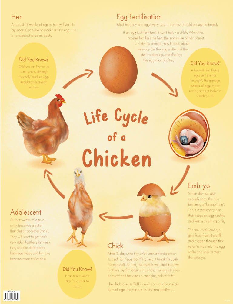Life Cycle Poster - Chicken
