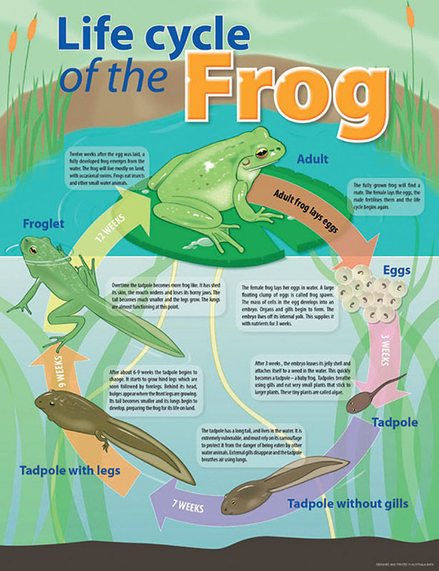 Life Cycle Poster - Frog