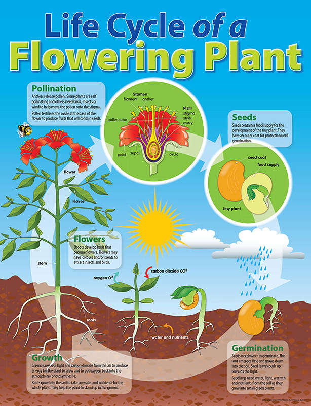 Life Cycle Poster - Plant