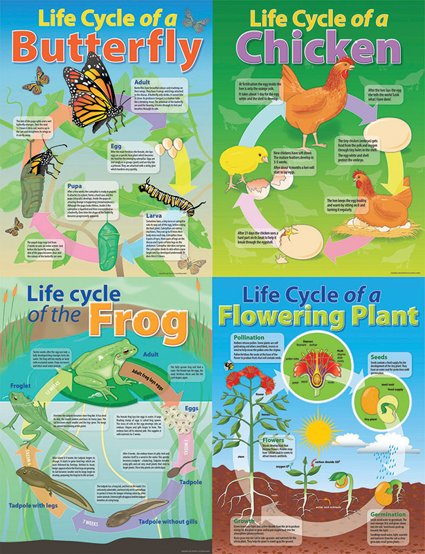 Life Cycle Poster - Set of 4