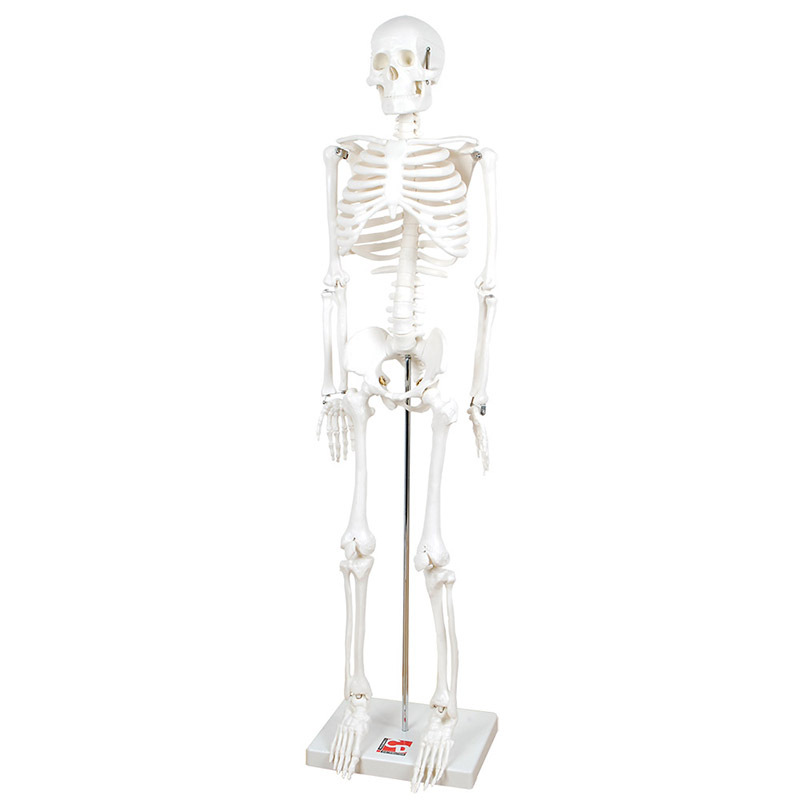 Half Scale Skeleton - 85cmH