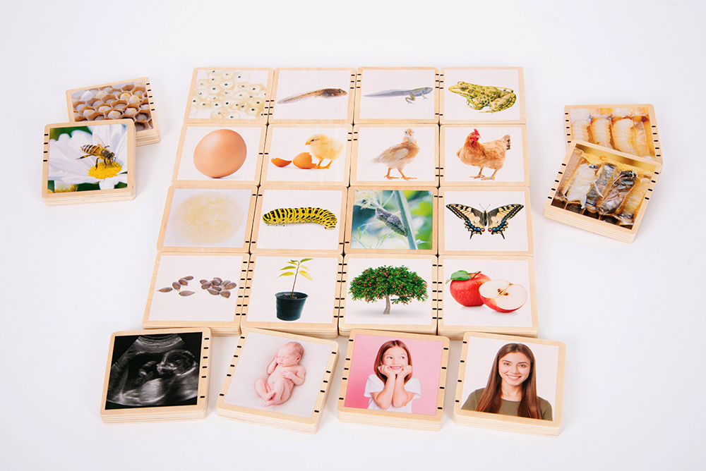 Wooden Lifecycle Tiles - 24pk
