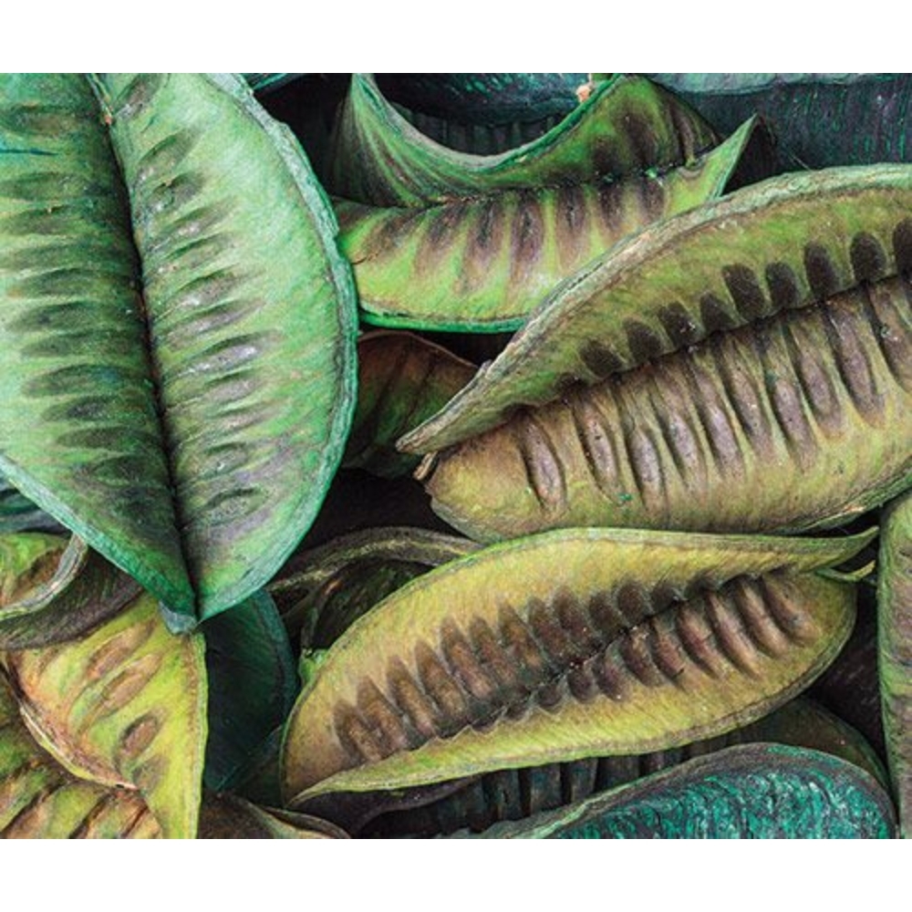 Large Green Pods 100g