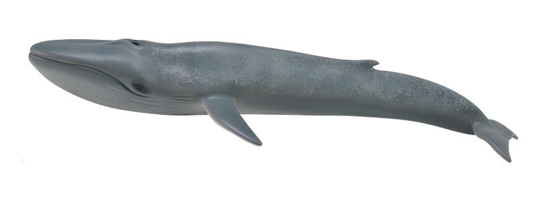 CollectA Sea Life Replica - Blue Whale 23 x 4cmH