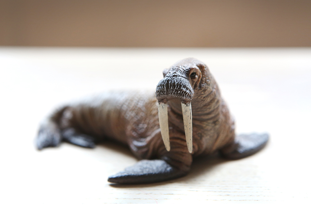 CollectA Polar Life Replica - Walrus 12 x 7cmH