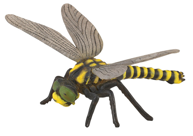 CollectA Insects & Bug Life Replica - Golden Tailed Dragonfly 11 x 7.5cmH