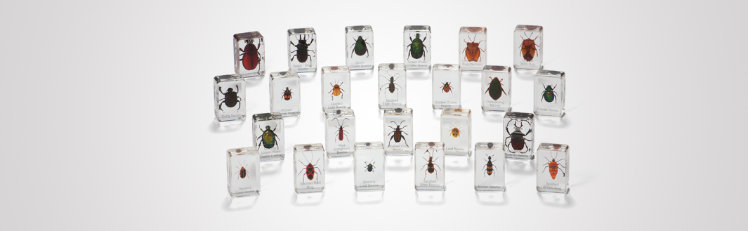 Mini Beasts image